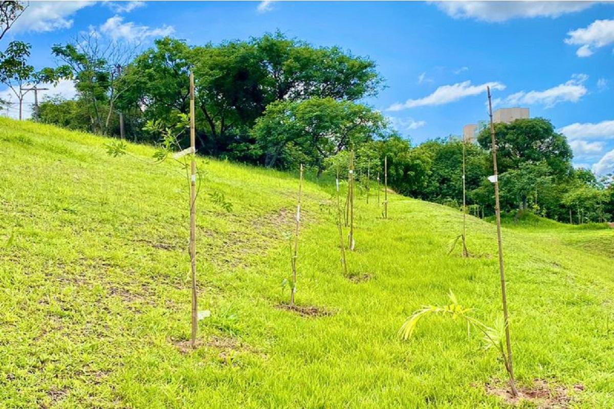 154 mudas serão plantadas na cidade no aniversário de Araras