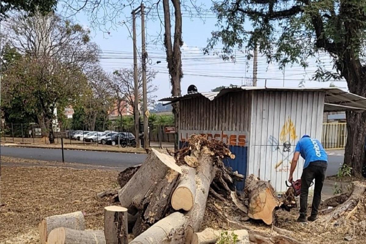Defesa Civil e Serviços Públicos retiram árvore que caiu durante ventania