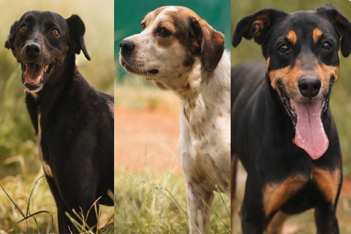 Feira de adoção de animais acontece neste sábado no Canil Municipal