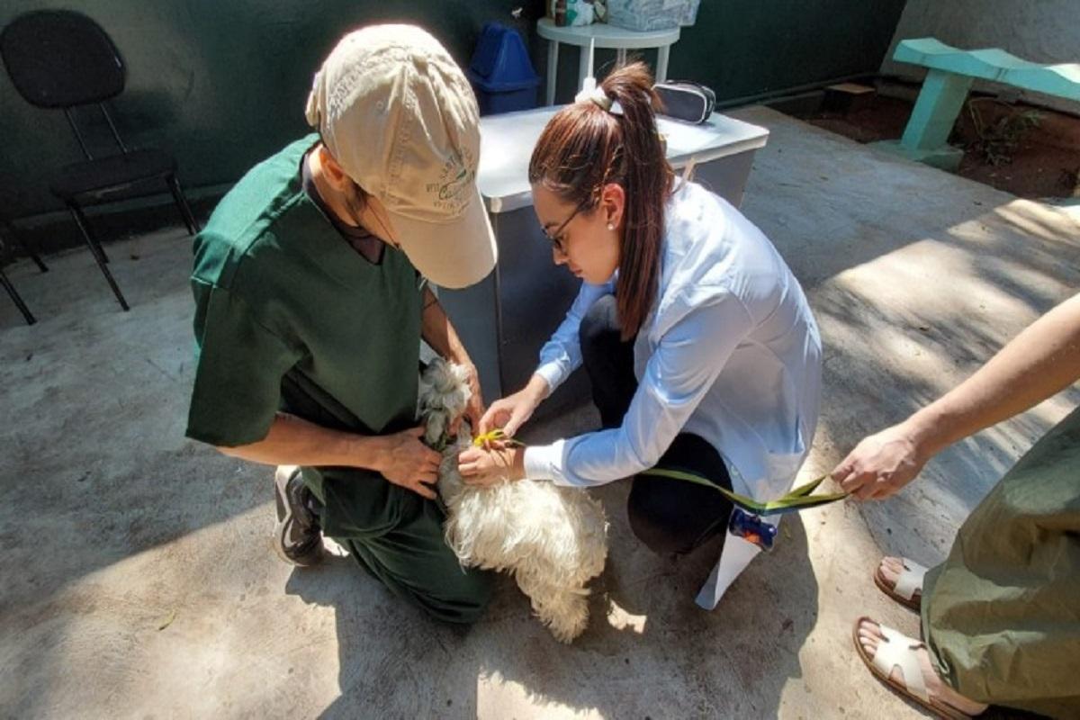 Campanha de microchipagem atendeu 31 animais no final de semana