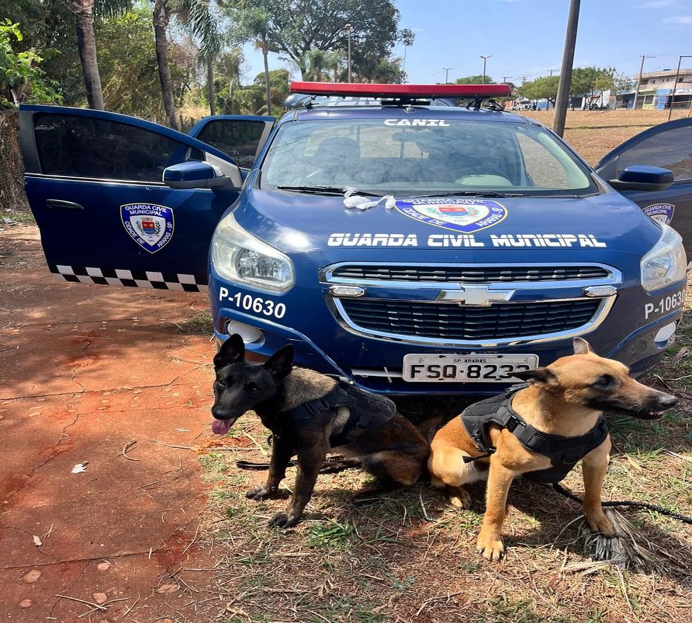 CÃO FAREJADOR DA GCM LOCALIZA 58 PINOS DE COCAÍNA EM MATAGAL NA ZONA LESTE DE ARARAS SP