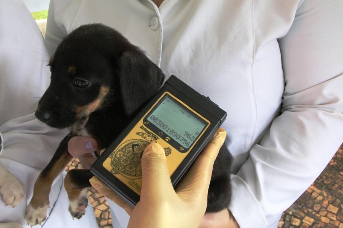 Microchipagem gratuita de animais acontece neste sábado