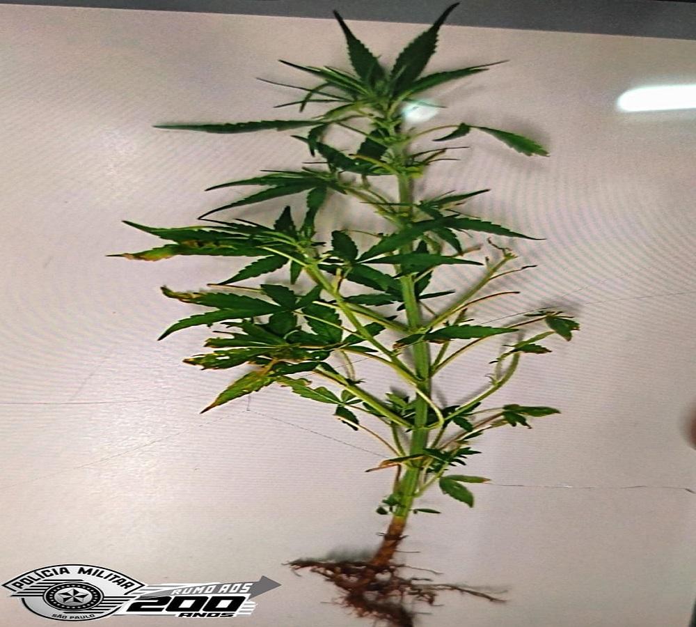 POLÍCIA ATENDE CASO DE VIOLÊNCIA DOMÉSTICA E APREENDE PÉ DE MACONHA EM RESIDÊNCIA DE ARARAS SP
