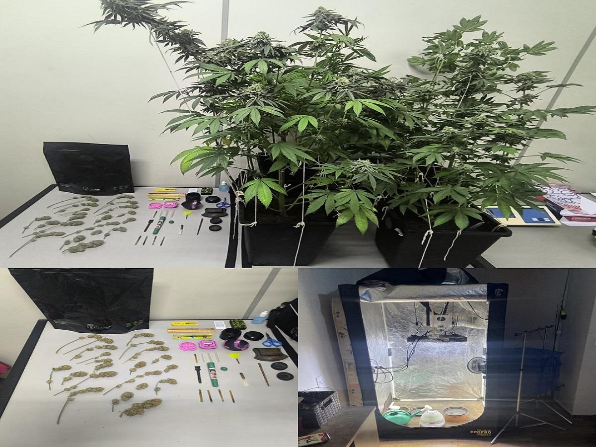 POLÍCIA MILITAR LOCALIZA ESTUFA E PÉS DE MACONHA EM RESIDÊNCIA NO JARDIM SANTA MARTA EM ARARAS SP