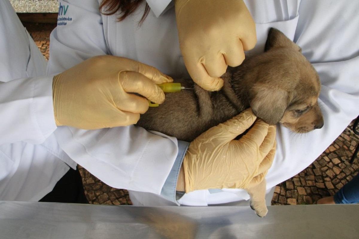Prefeitura promove campanha de microchipagem gratuita em animais