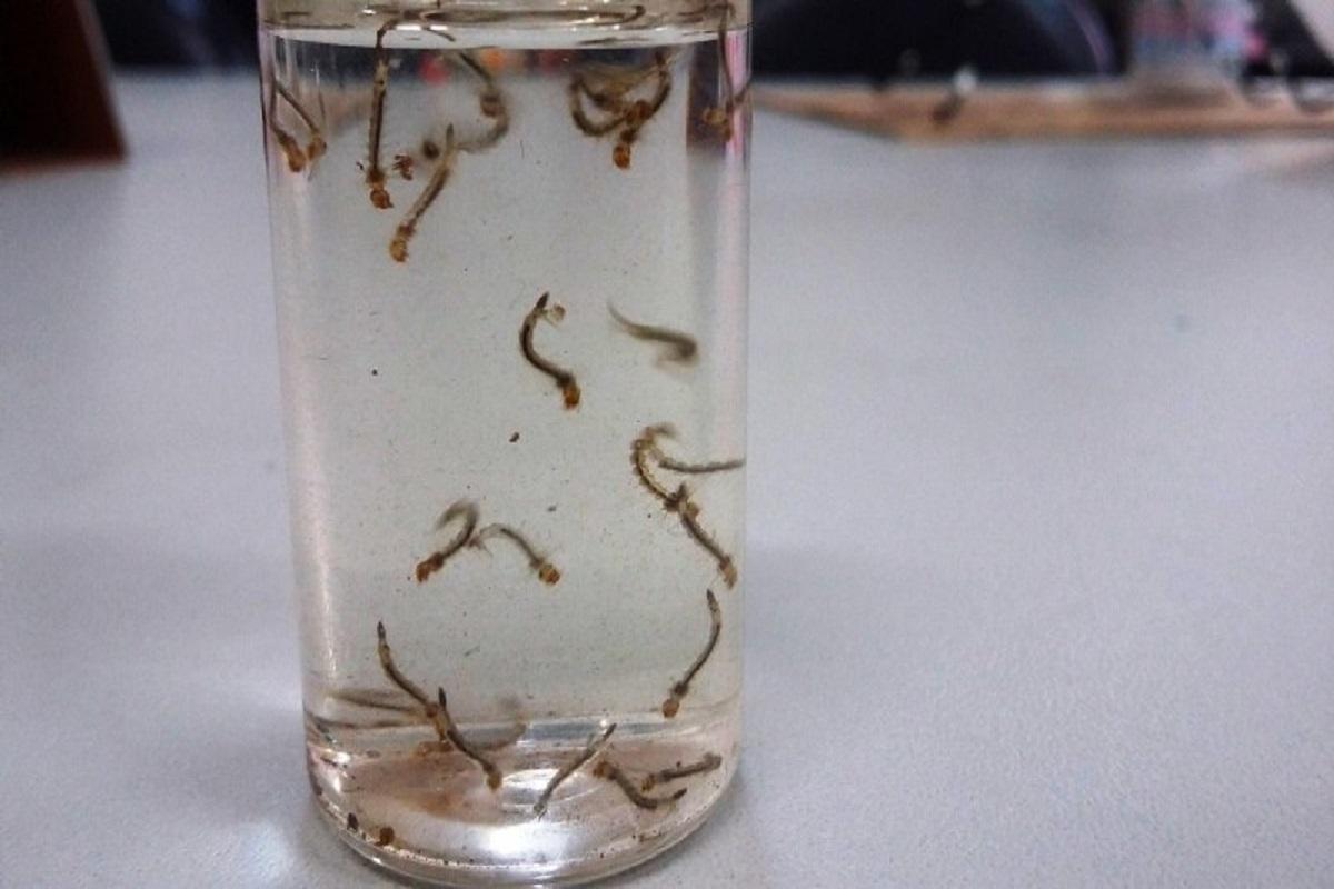 Dengue: Prefeitura divulga Avaliação de Densidade Larvária