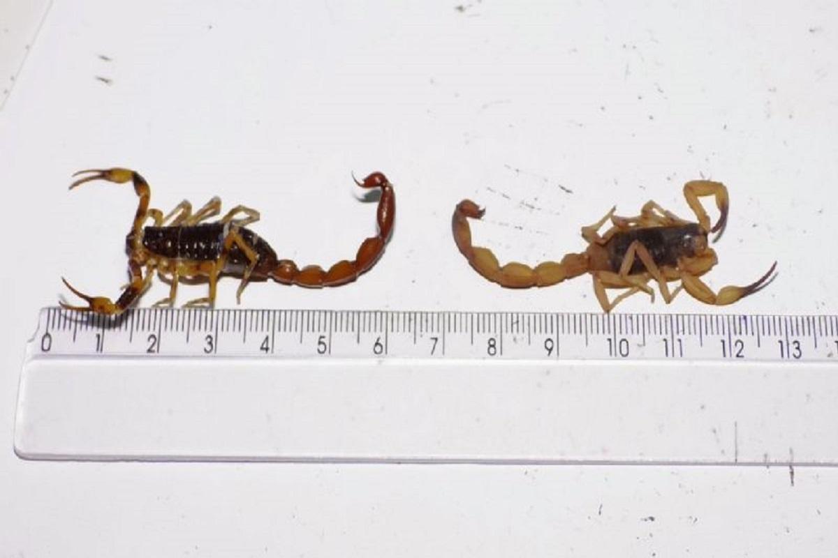 ESCORPIÕES: PREFEITURA ORIENTA SOBRE COMO CONTER A PROLIFERAÇÃO DE ESCORPIÕES.