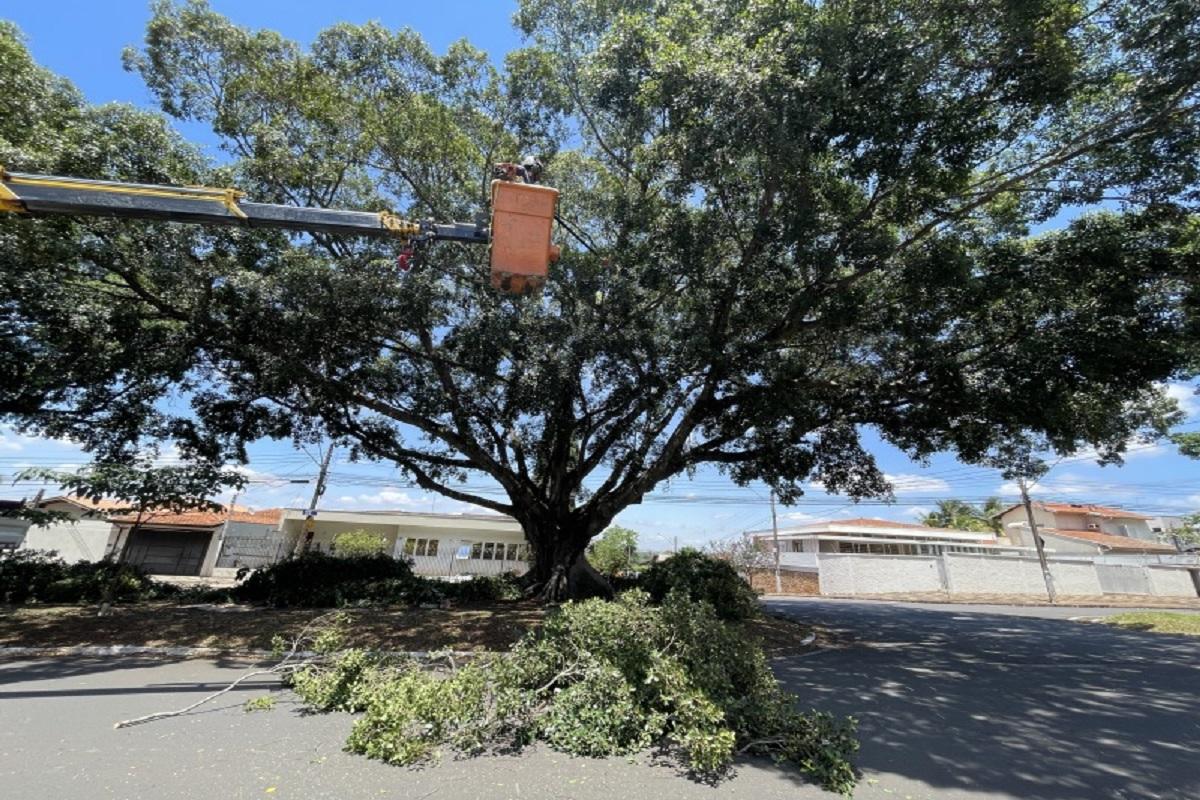 Prefeitura faz poda e plantio de árvores em avenidas da cidade