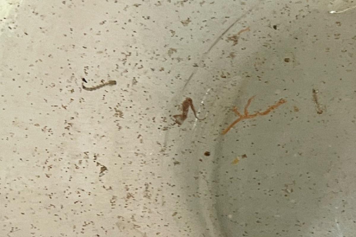 Araras confirma somente um caso de dengue em dezembro