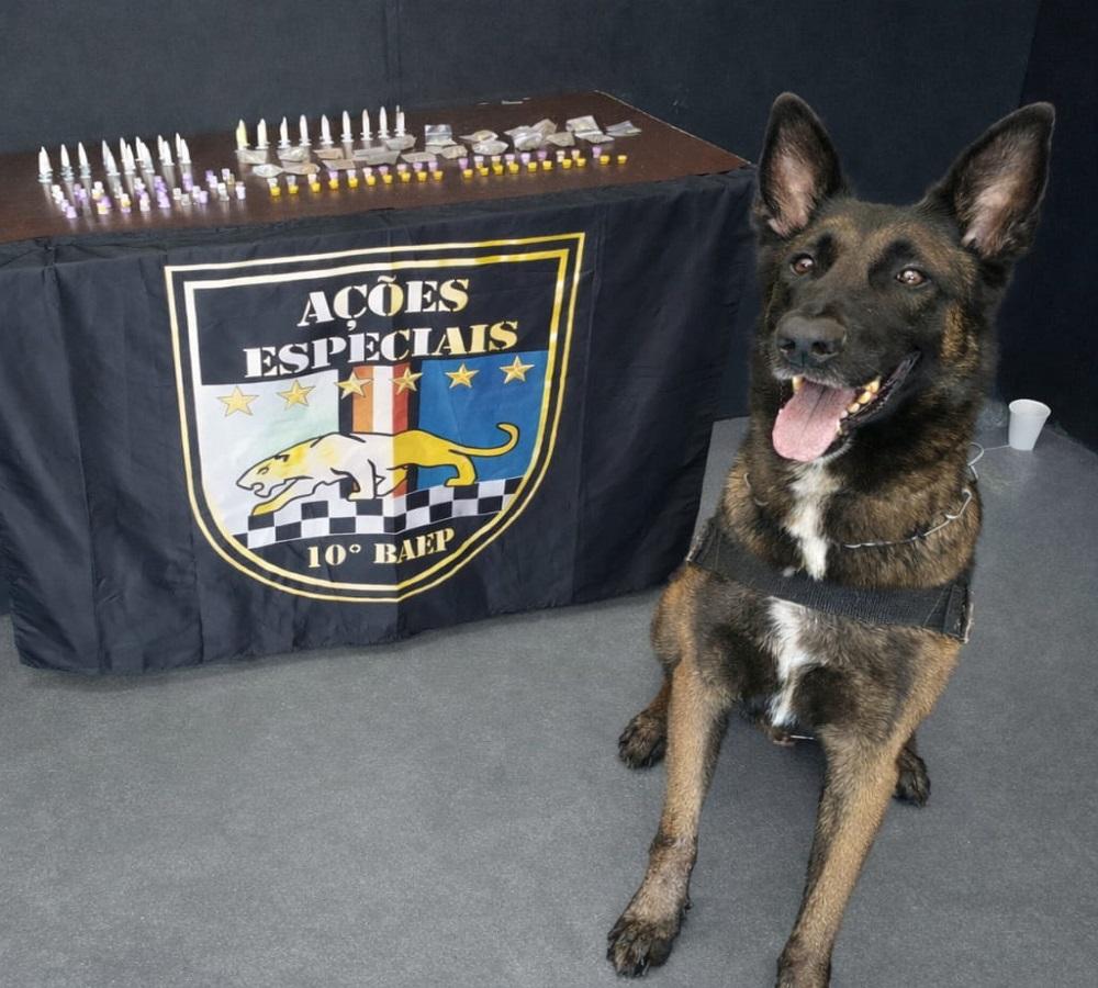 CÃO POLICIAL AJUDA BAEP A LOCALIZAR ENTORPECENTES E PRENDER HOMEM EM HORTOLÂNDIA SP