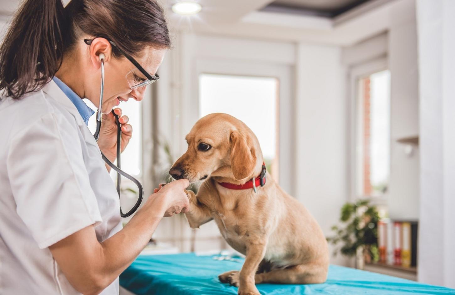 Câmara aprova a criação da homenagem “Médico Veterinário Destaque”