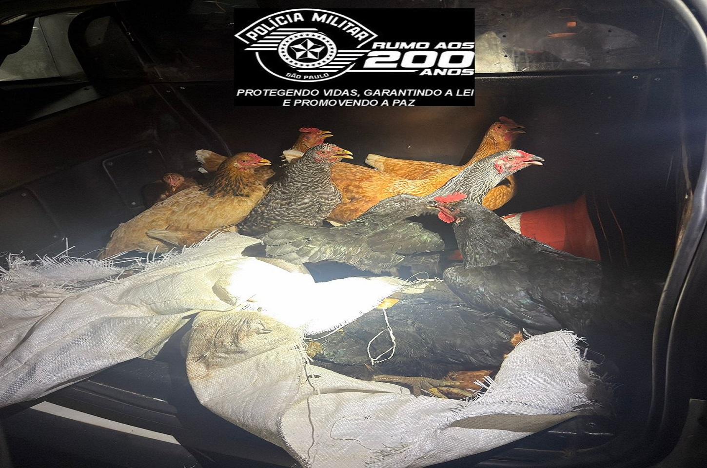 Casal é preso por furto de 18 galinhas durante Operação Impacto em Leme