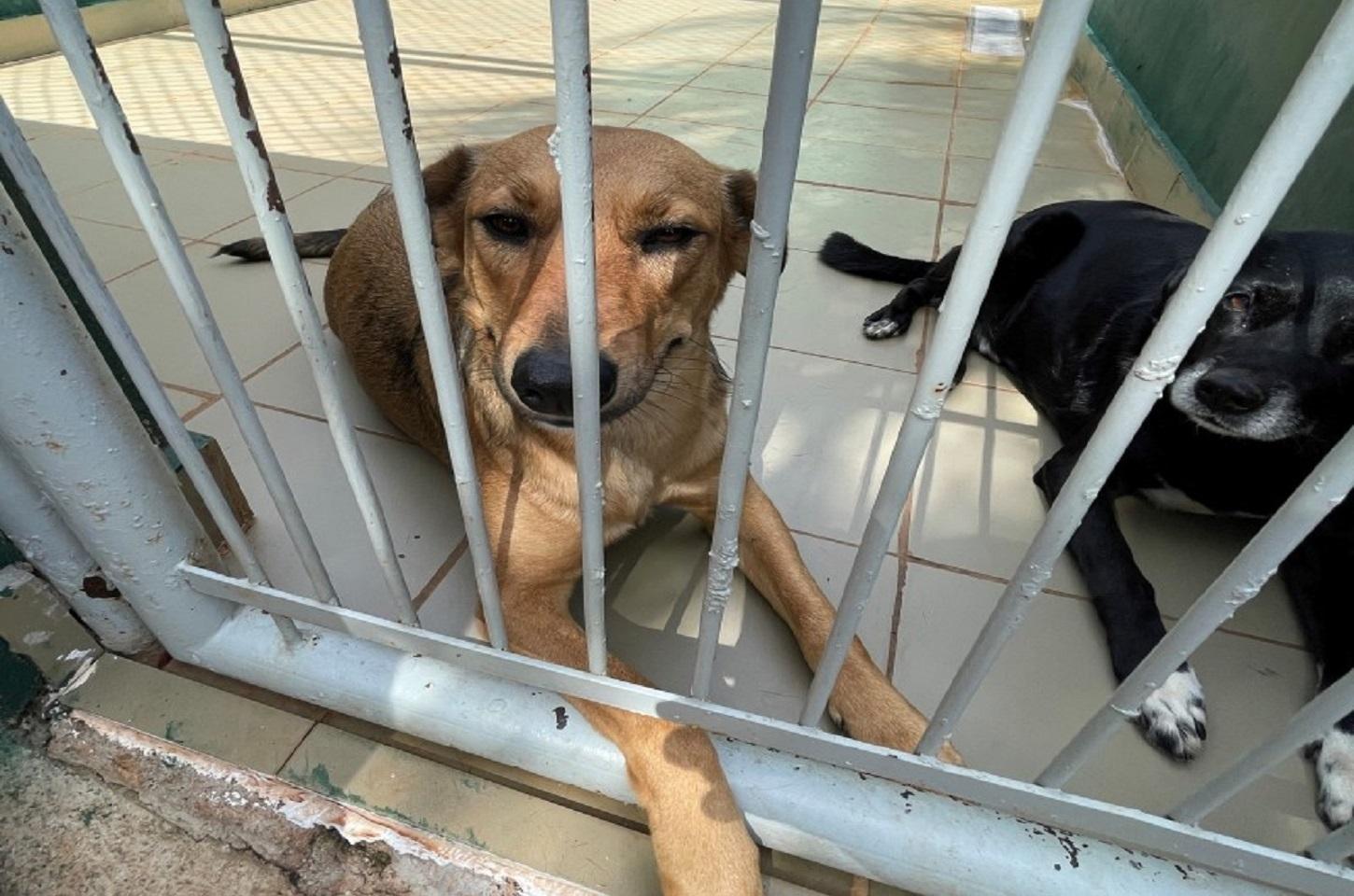 Feira de adoção de cães acontece neste sábado na Agromil