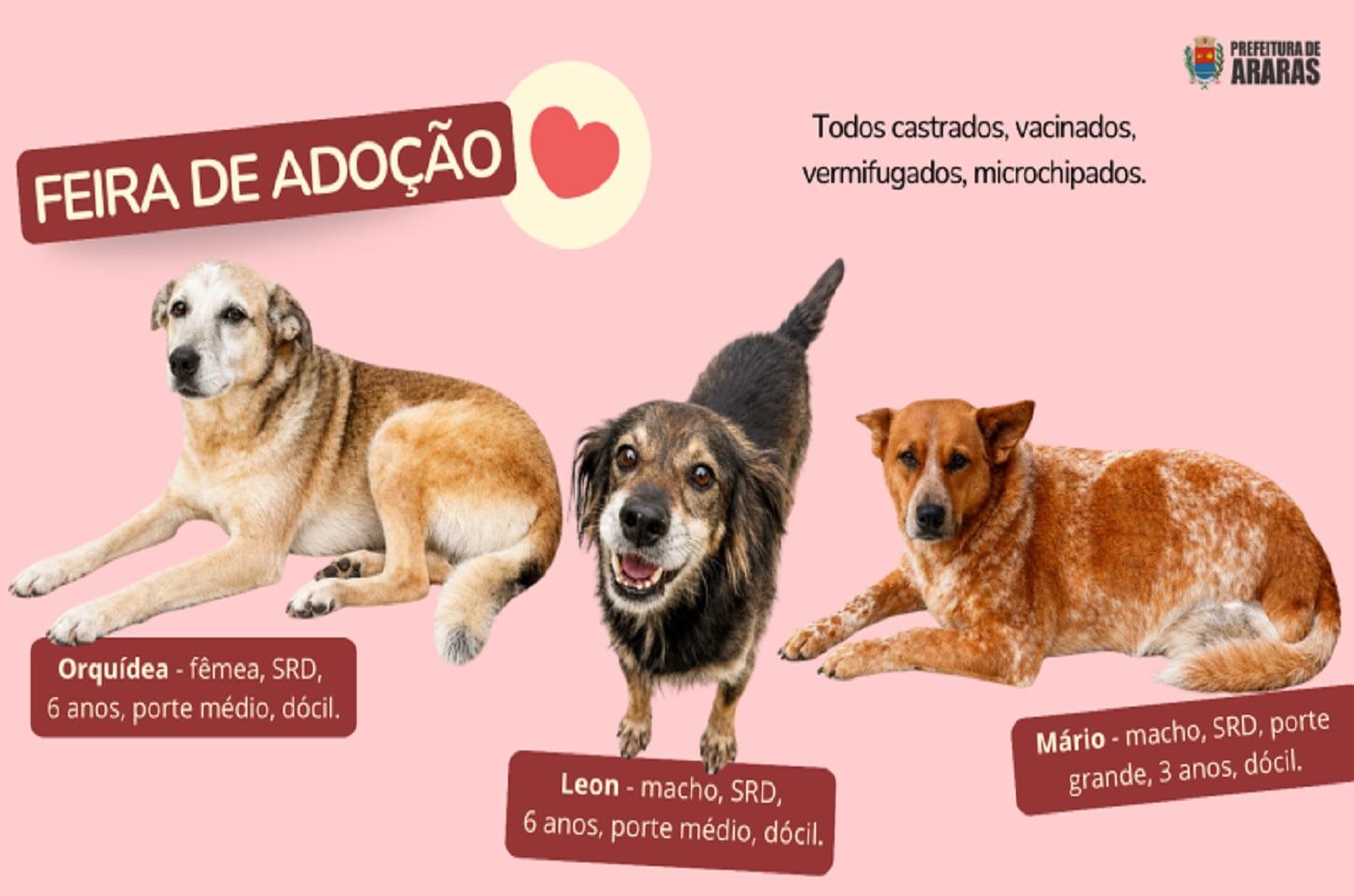 Feira de adoção de cães acontece neste sábado na PetCamp do Belvedere