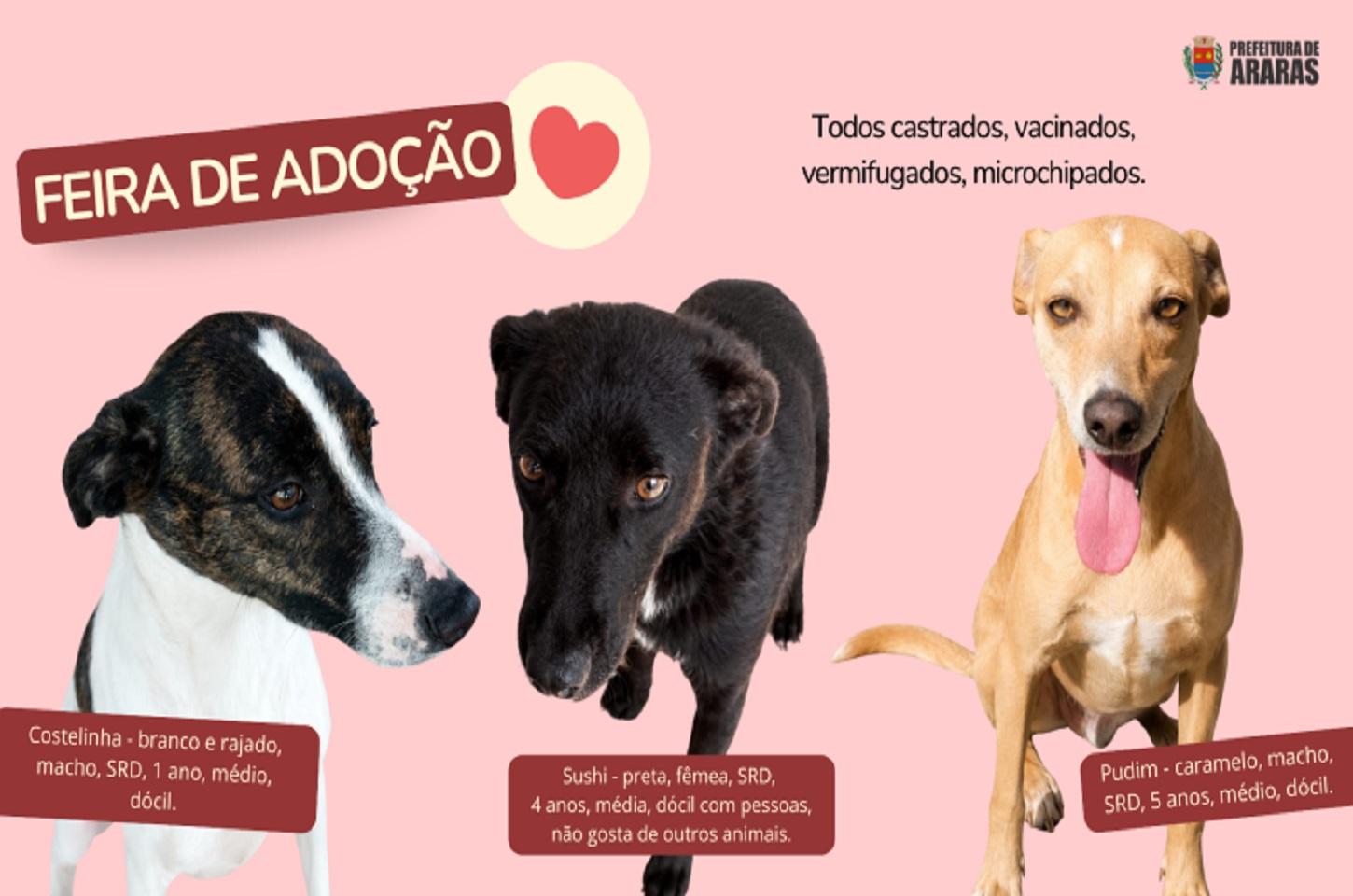 Feira de adoção de cães acontece neste sábado na PetCamp do Belvedere