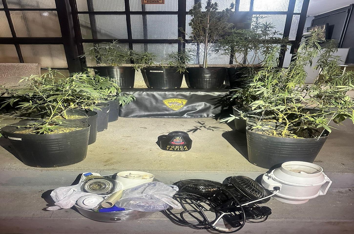 Polícia Militar descobre estufa de maconha e prende homem por tráfico de drogas em Pirassununga SP