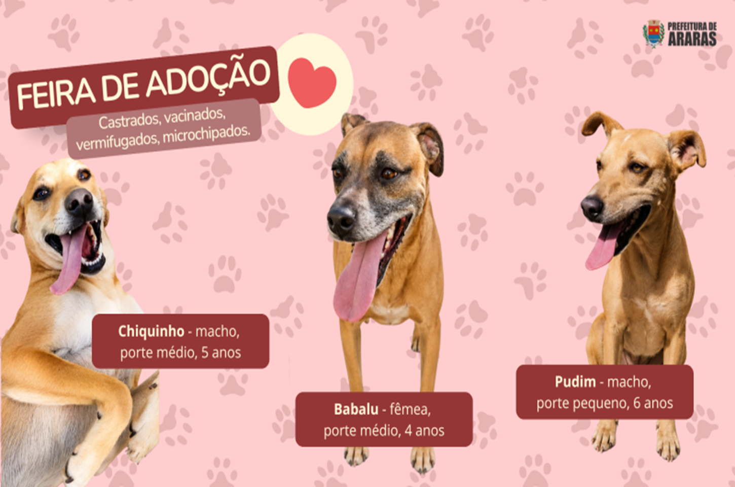 Feira de adoção de cães acontece neste sábado na Agromil Pets