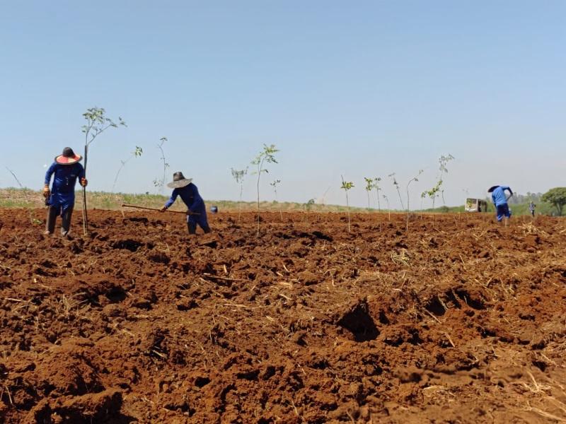 Represa Tambury já recebeu 5,3 mil árvores nativas em projeto de recuperação ambiental