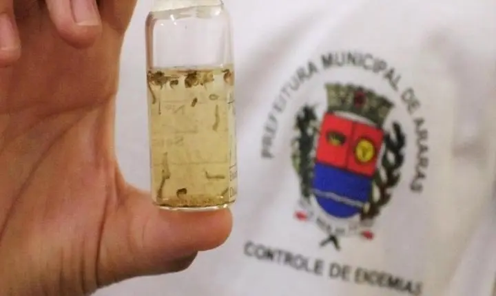 Araras mantém nível satisfatório na Avaliação de Densidade Larvária