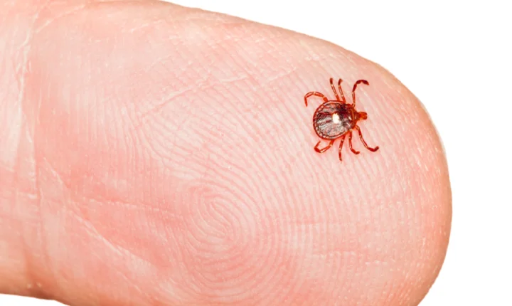 Araras registra 3º óbito por febre maculosa em 2026