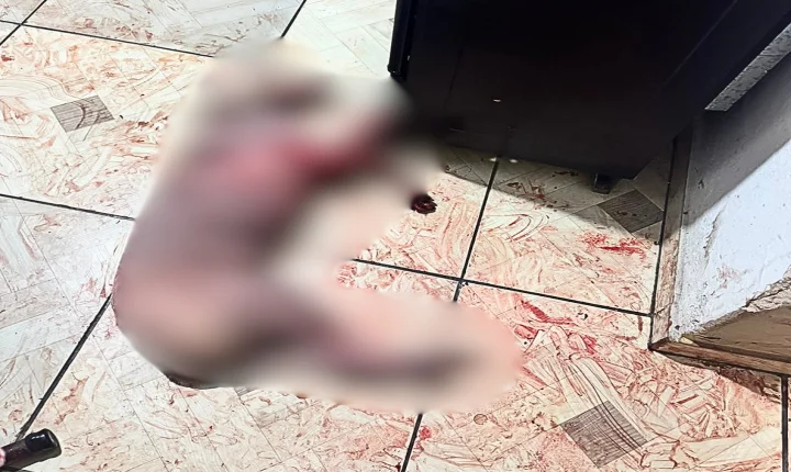 ATAQUE DE CÃES TERMINA COM MORTE DE ANIMAL E CASO VAI PARAR NA DELEGACIA EM LEME
