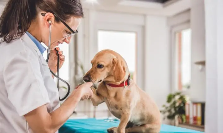 Câmara aprova a criação da homenagem “Médico Veterinário Destaque”