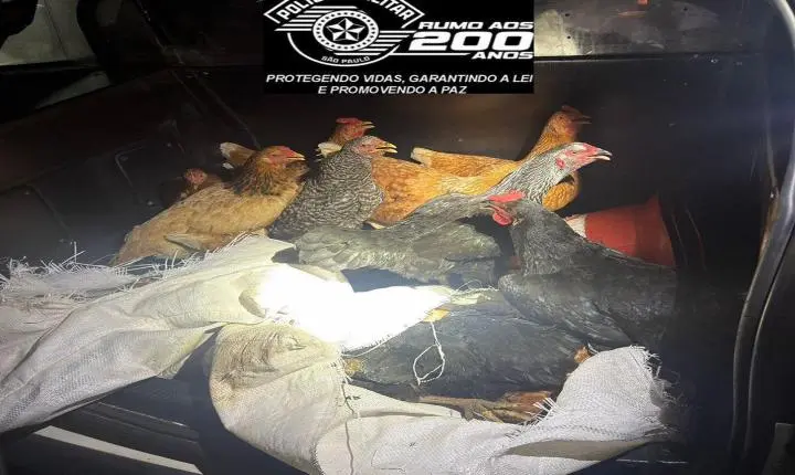 Casal é preso por furto de 18 galinhas durante Operação Impacto em Leme
