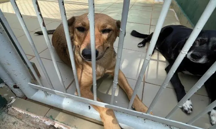 Feira de adoção de cães acontece neste sábado na Agromil