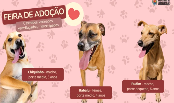 Feira de adoção de cães acontece neste sábado na Agromil Pets
