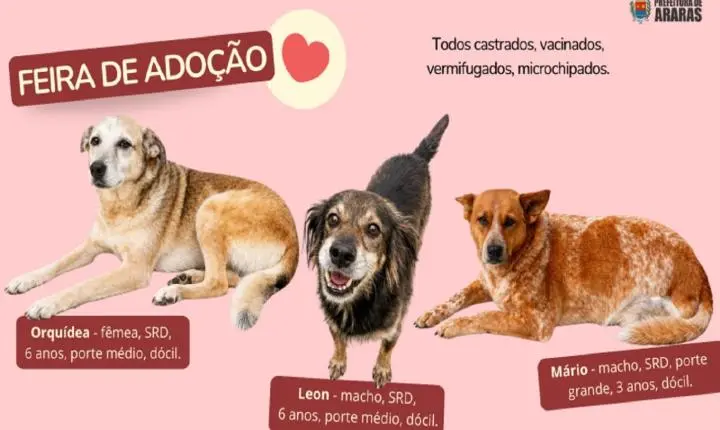 Feira de adoção de cães acontece neste sábado na PetCamp do Belvedere