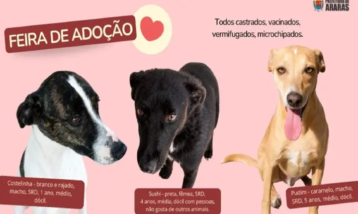 Feira de adoção de cães acontece neste sábado na PetCamp do Belvedere