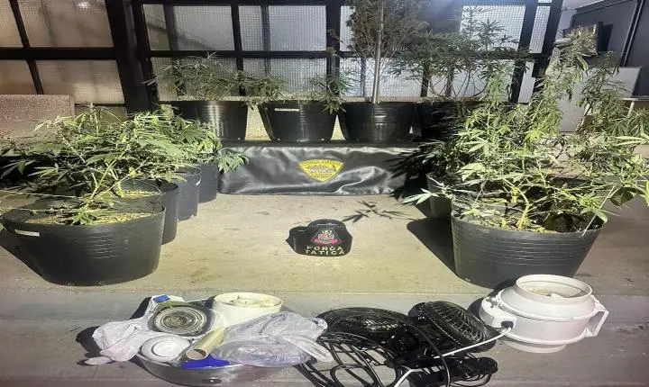 Polícia Militar descobre estufa de maconha e prende homem por tráfico de drogas em Pirassununga SP