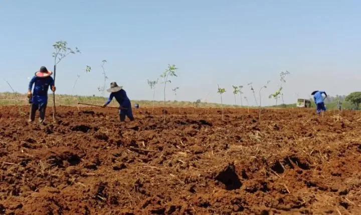 Represa Tambury já recebeu 5,3 mil árvores nativas em projeto de recuperação ambiental